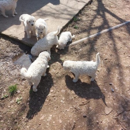 Komondor