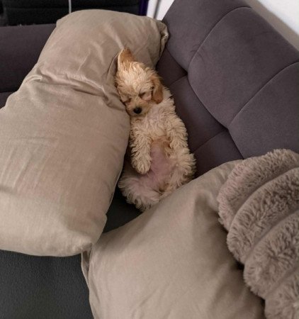 Maltipoo maltai es torpe uszkar