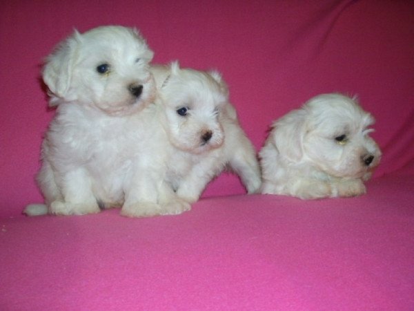 bichon havanese