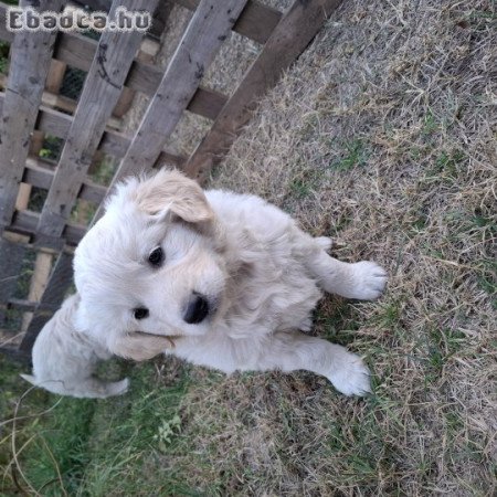 Golden retriever kiskutyák eladók