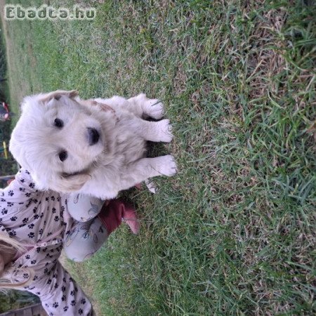 Golden retriever kiskutyák eladók