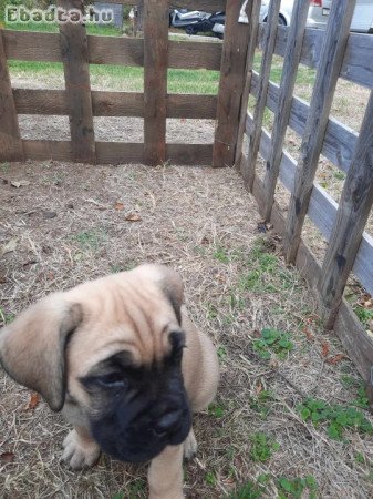 Cane corso kölykök eladók