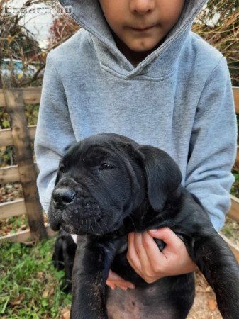 Cane corso kölykök eladók