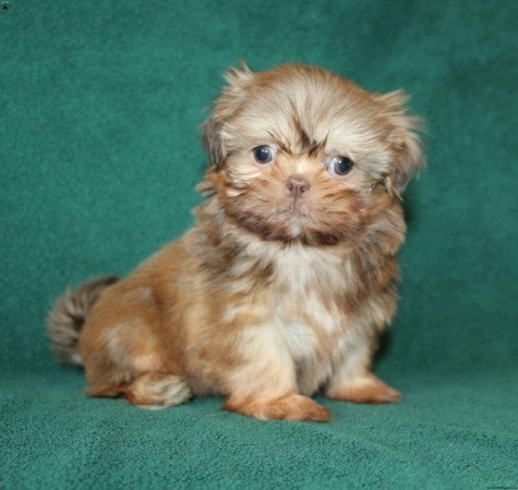 Shih tzu