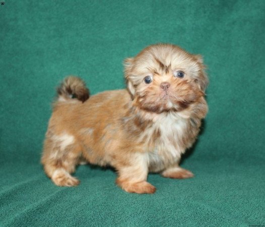 Shih tzu