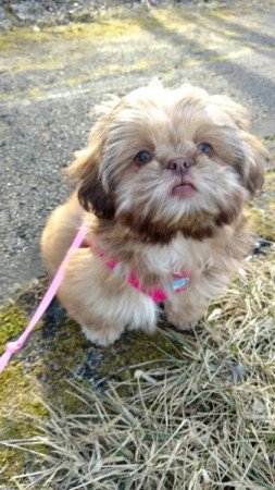 Shih tzu