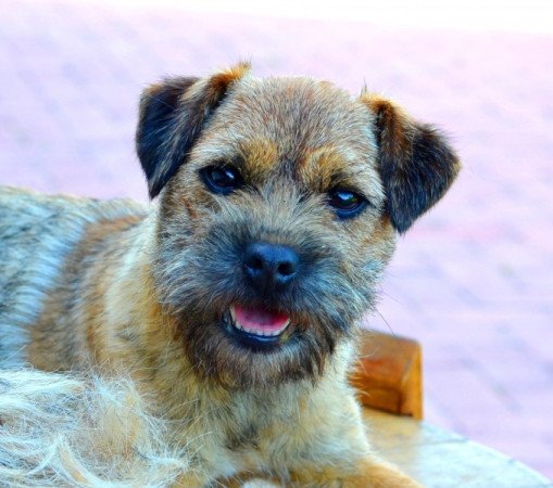 Border terrier