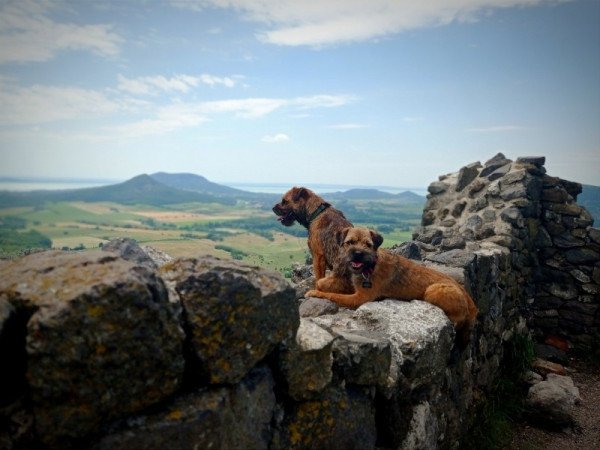 Border terrier