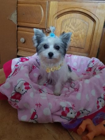 Biever yorki yorkshire