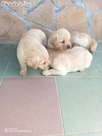 Labrador kölykök eladók