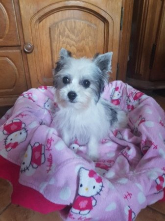 Biever yorki yorkshire