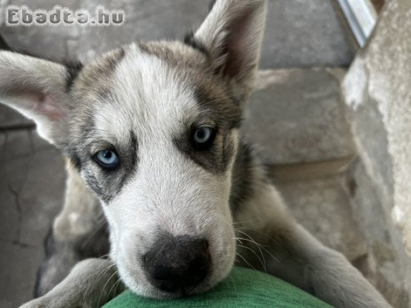 Eladó Husky kiskutyák