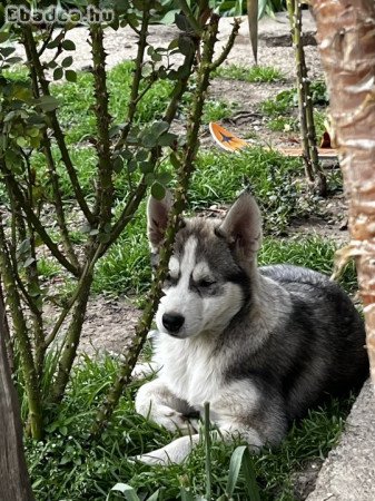 Eladó Husky kiskutyák