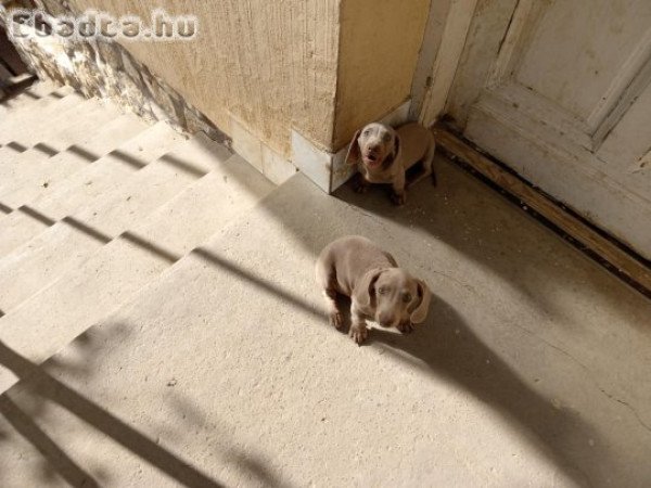 Fajtatiszta Izabella tacskó eladó.