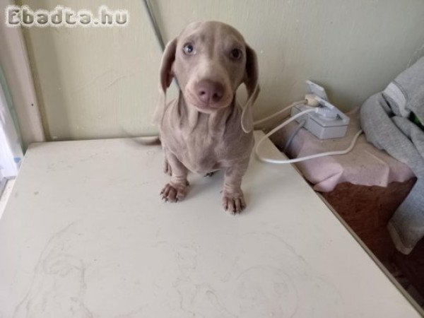 Fajtatiszta Izabella tacskó eladó.