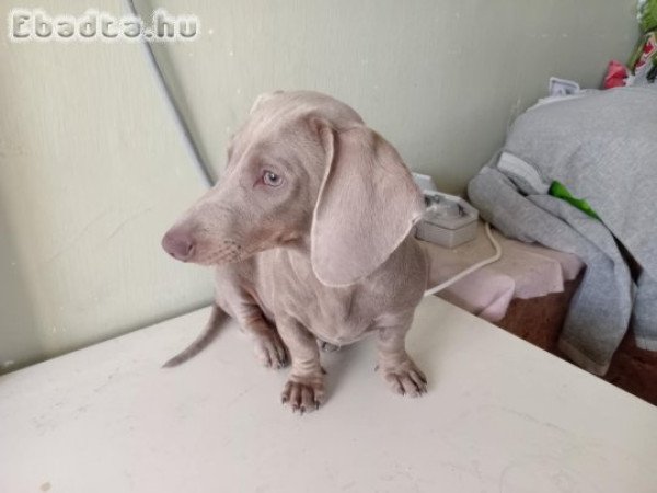 Fajtatiszta Izabella tacskó eladó.