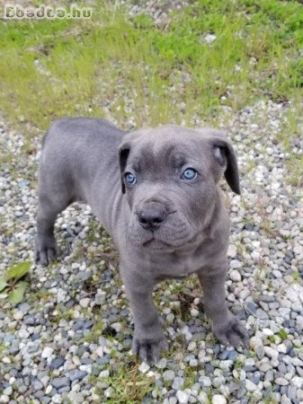 Cane corso kiskutyàk