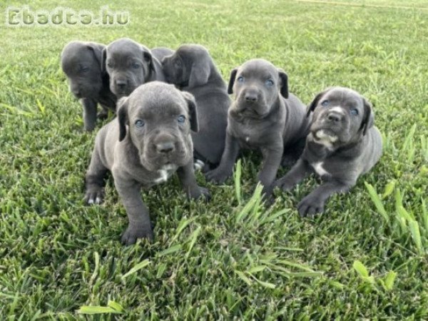 Cane corso kiskutyàk