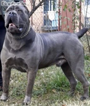 Cane corso kiskutyàk