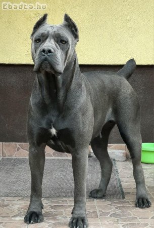 Cane corso kiskutyàk