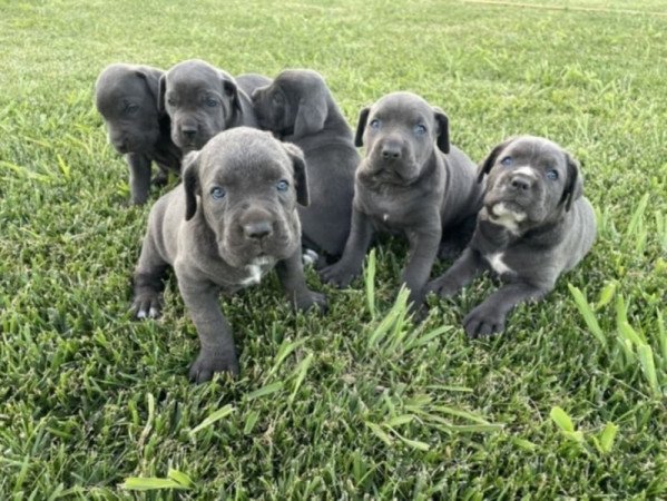 Cane corso