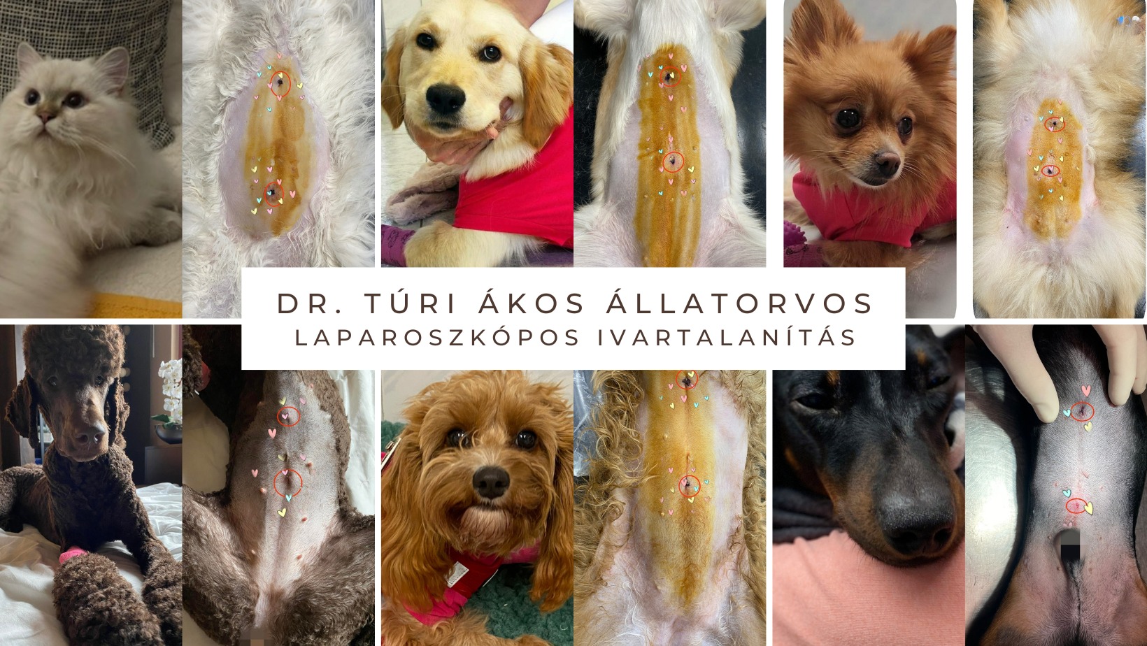 Dr. Túri Ákos, KECSKEMÉT állatorvos