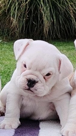 Angol bulldog