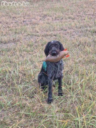 Drótszőrű német vizsla