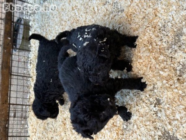Eladó puli kölykök