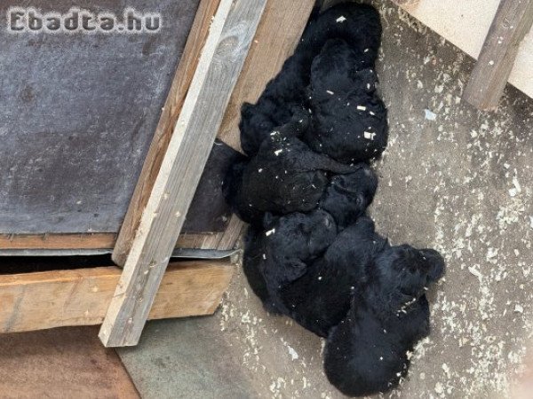 Eladó puli kölykök