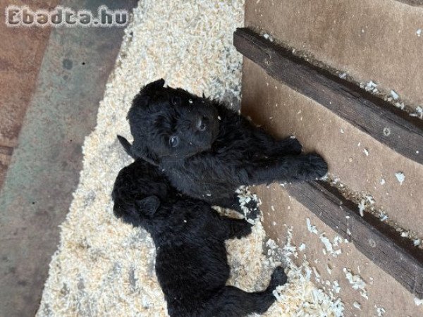 Eladó puli kölykök