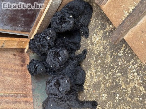 Eladó puli kölykök