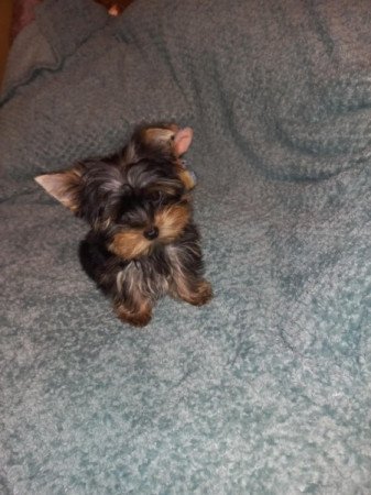 Yorkshire terrier