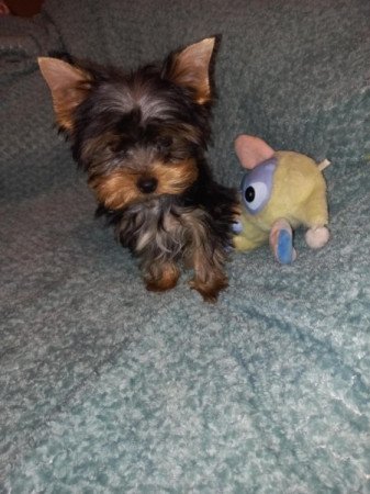 Yorkshire terrier