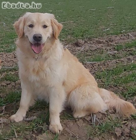 Golden Retriever (9 hónapos szuka)