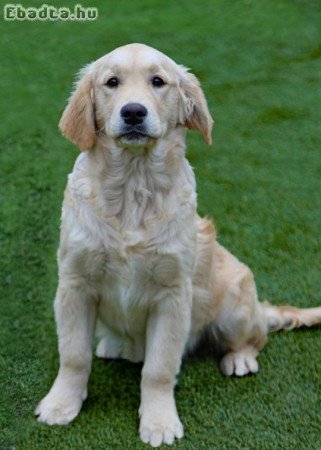 Golden Retriever (9 hónapos szuka)