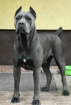 Cane corso