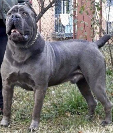 Cane corso