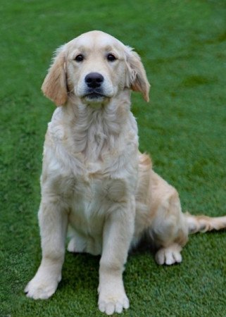 Golden Retriever