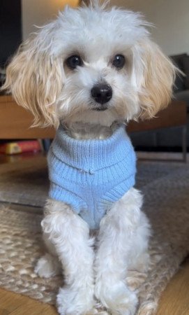 Maltipoo maltai selyem torpe uszkar