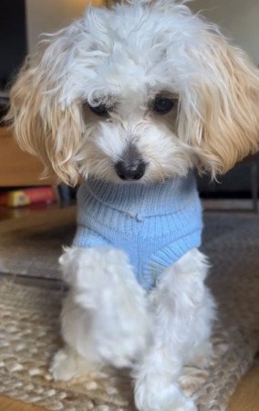 Maltipoo maltai selyem torpe uszkar