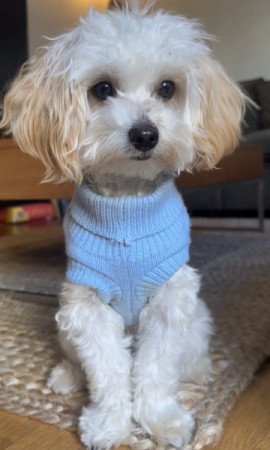 Maltipoo maltai selyem torpe uszkar