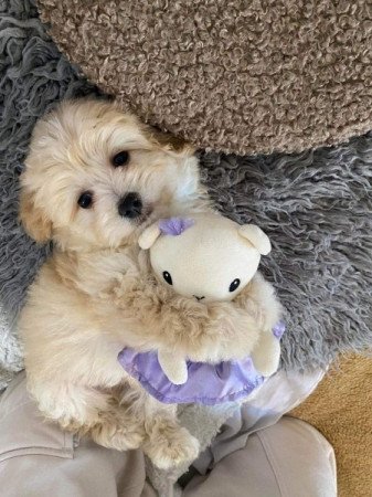 Maltipoo maltai selyem es uszkar