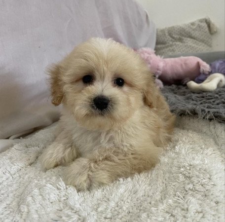 Maltipoo maltai selyem Es uszkar