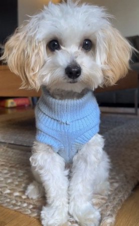 Maltipoo maltai selyem torpe uszkar