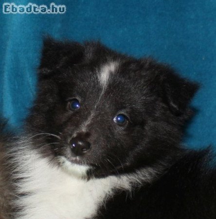 Sheltie (Shetlandi juhász) szuka eladó