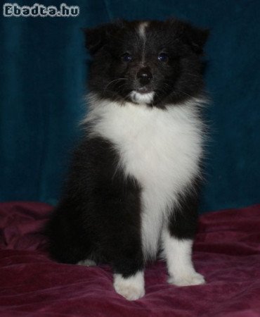 Sheltie (Shetlandi juhász) szuka eladó