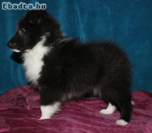Sheltie (Shetlandi juhász) szuka eladó