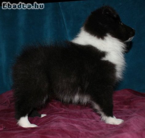 Sheltie (Shetlandi juhász) szuka eladó