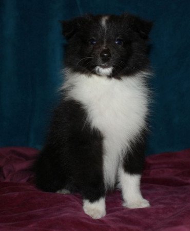 Sheltie (Shetland sheepdog)